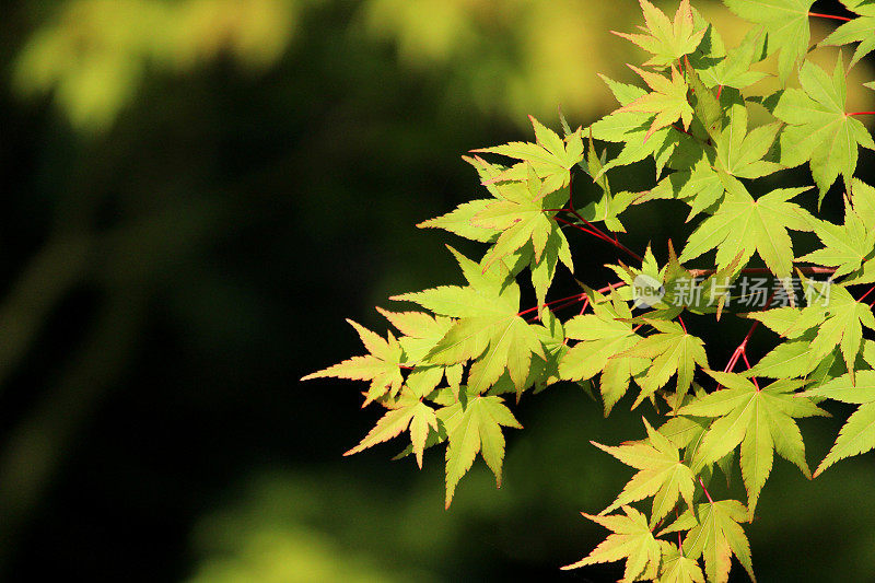 花园中绿色的日本枫叶/掌叶槭